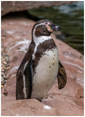 humboldt-penguin